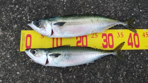 サバの釣果