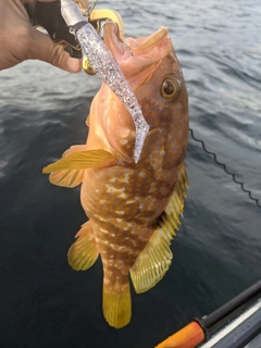 アコウの釣果