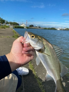 スズキの釣果