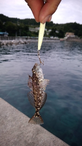 アナハゼの釣果