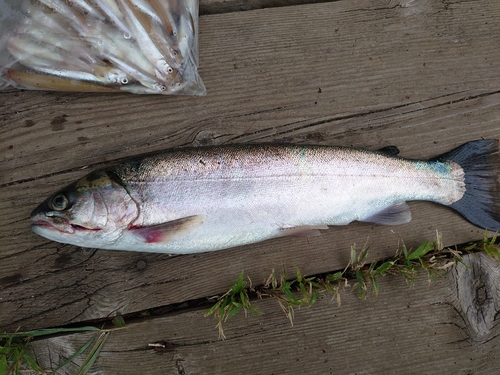 ニジマスの釣果