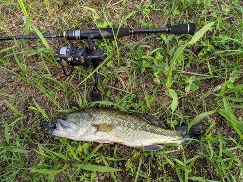 ブラックバスの釣果