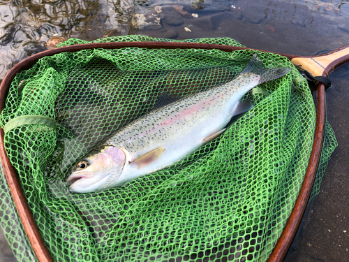 ニジマスの釣果