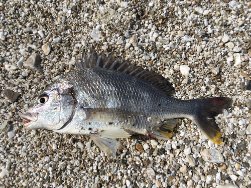 キビレの釣果