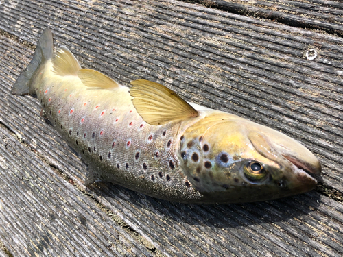 ブラウントラウトの釣果