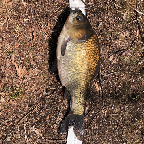 ヘラブナの釣果