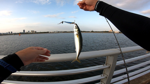 サバの釣果