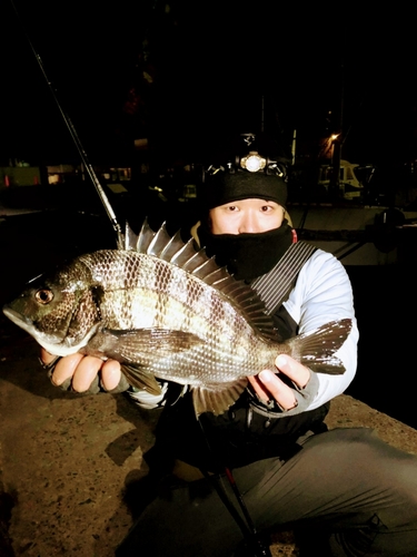 チヌの釣果