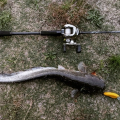 ナマズの釣果