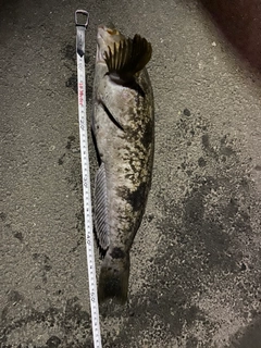 アイナメの釣果