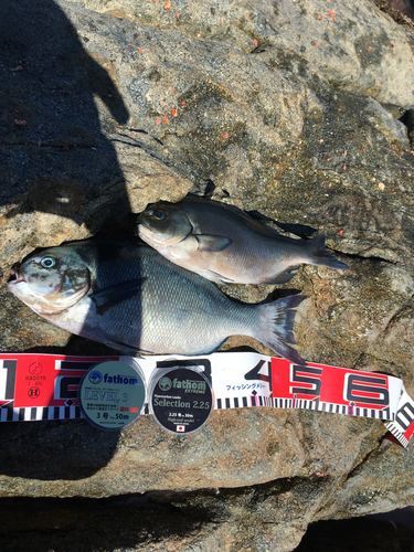 オナガグレの釣果