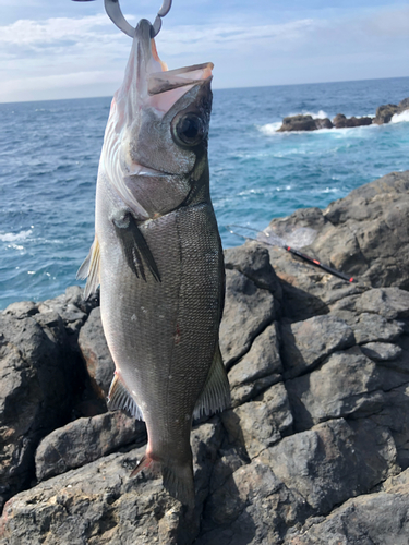 ヒラスズキの釣果