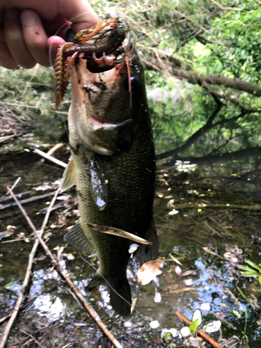 ブラックバスの釣果