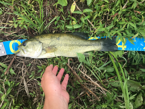 ブラックバスの釣果