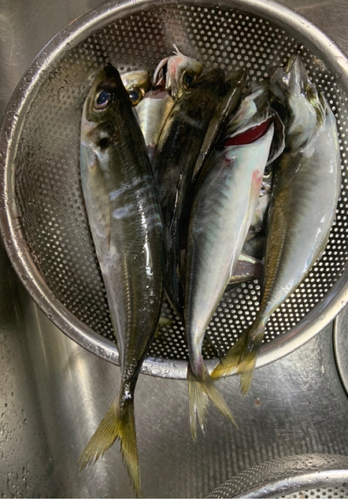 アジの釣果