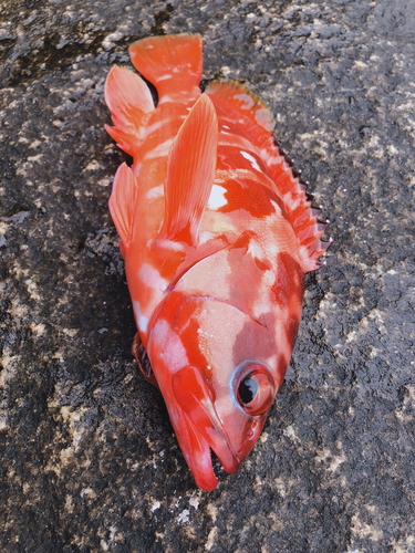 アカハタの釣果