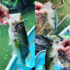 ブラックバスの釣果