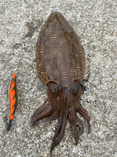 モンゴウイカの釣果