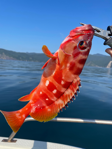 アカハタの釣果