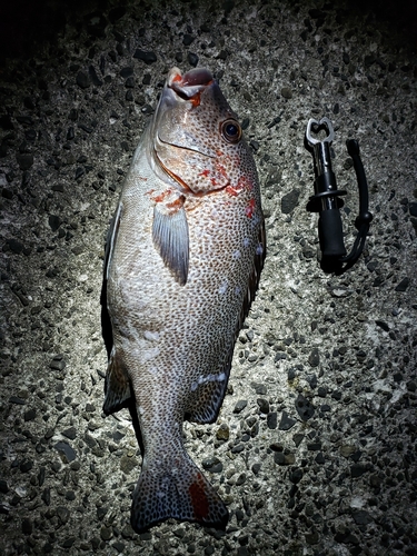 アジアコショウダイの釣果