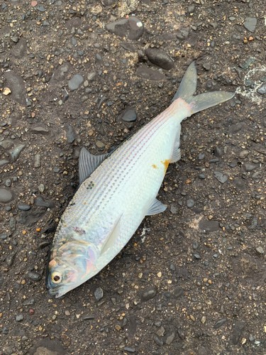 コノシロの釣果