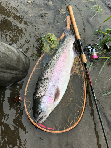 ニジマスの釣果