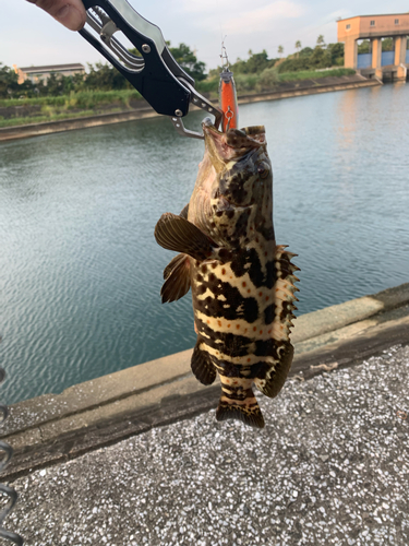 チャイロマルハタの釣果