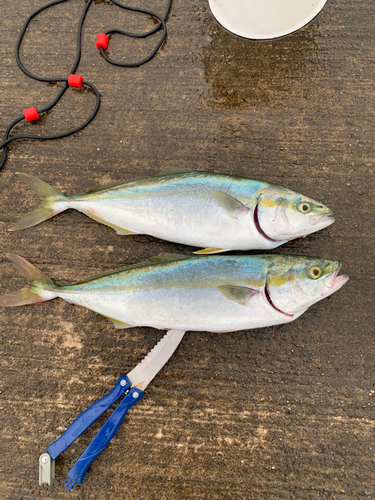 イナダの釣果