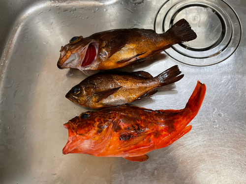 カサゴの釣果