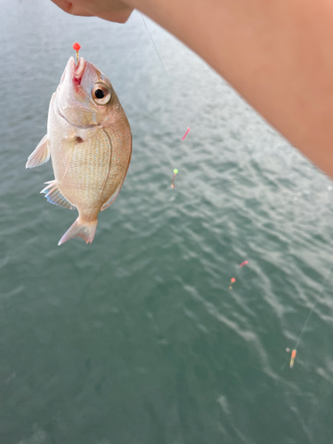 タイの釣果