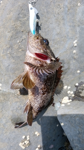 ムラソイの釣果