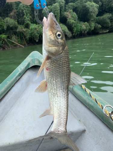 ニゴイの釣果