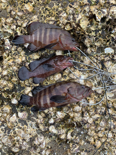 ヤミハタの釣果