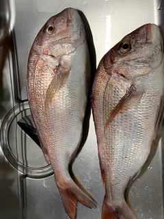 タイの釣果