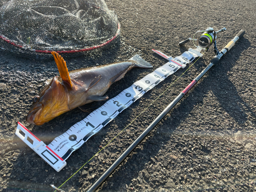 アイナメの釣果