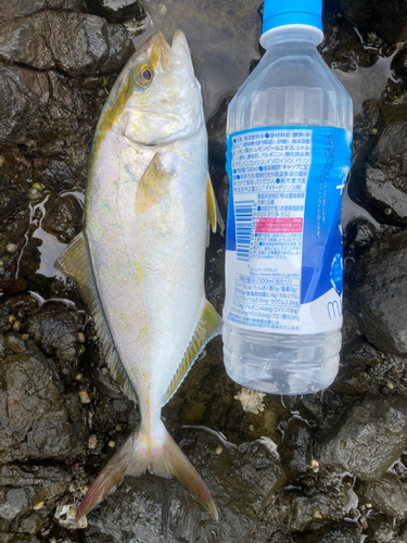 ショゴの釣果