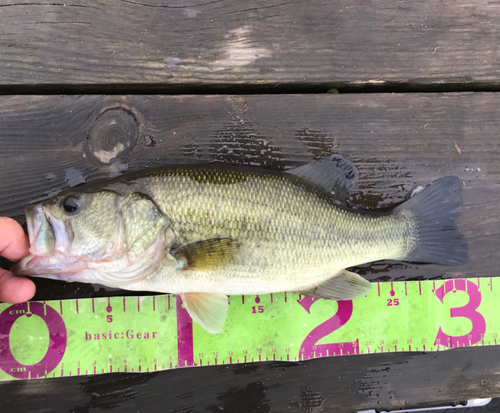 ブラックバスの釣果