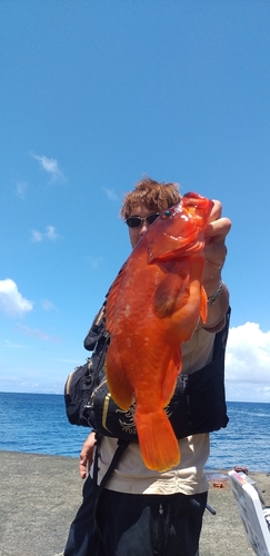 アカハタの釣果