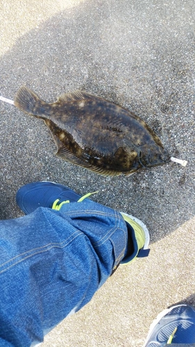 カレイの釣果