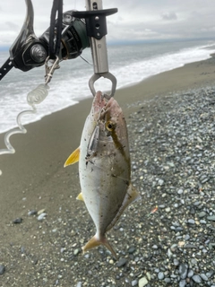 ショゴの釣果