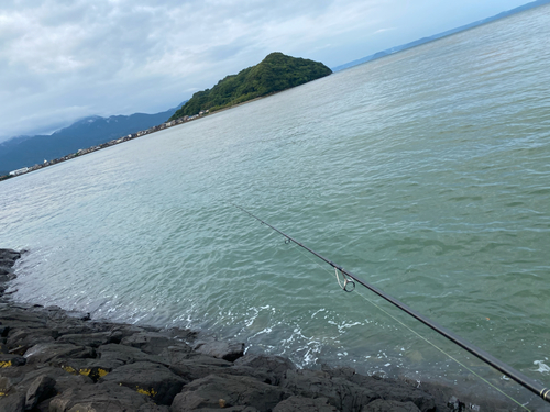 クサフグの釣果