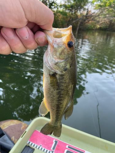 ブラックバスの釣果