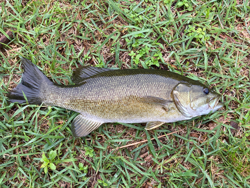 スモールマウスバスの釣果