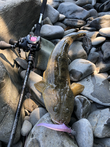 那珂川（福岡）で釣れたコチの釣り・釣果情報 - アングラーズ