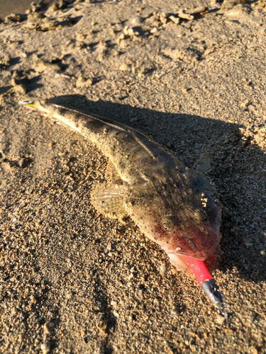 ミナミマゴチの釣果