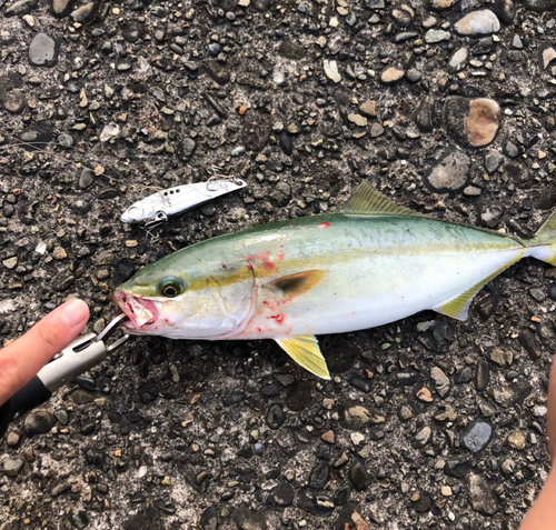 ツバスの釣果