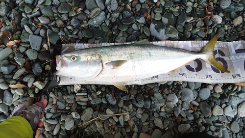 ワラサの釣果