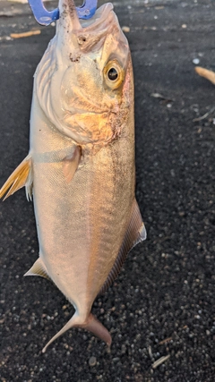 クロソイの釣果