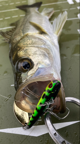 シーバスの釣果