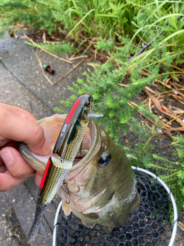 ラージマウスバスの釣果